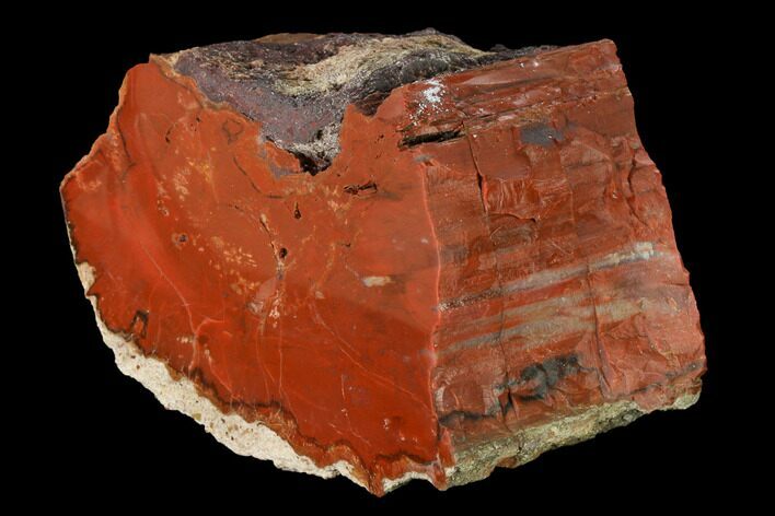 Polished Petrified Wood (Araucarioxylon) - Arizona #147900